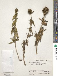 Image of Agathisanthemum globosum