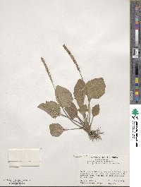 Plantago asiatica image