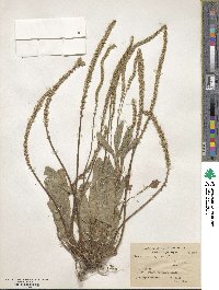 Plantago asiatica image