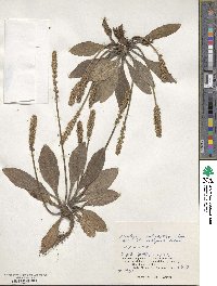 Plantago camtschatica image