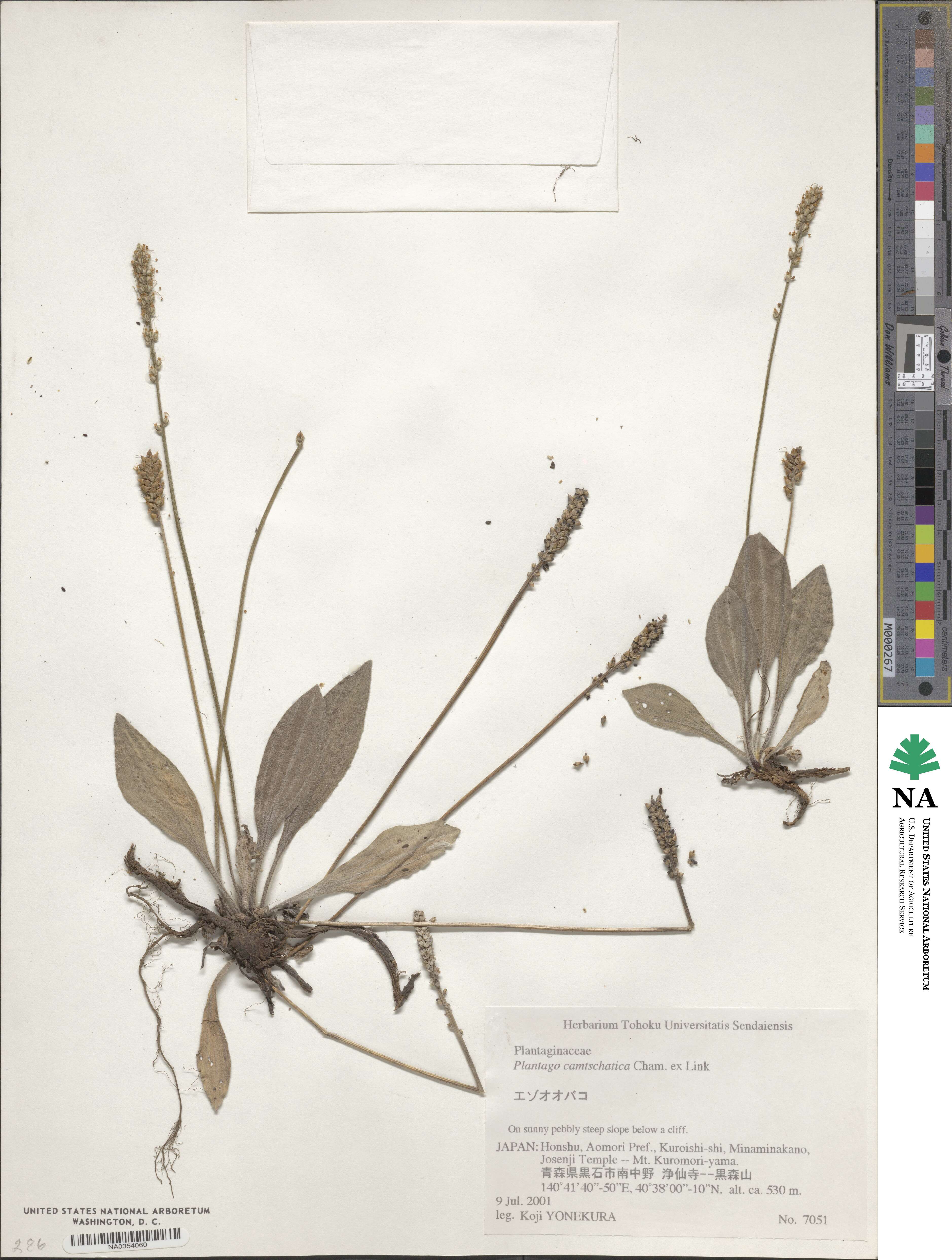 Plantago camtschatica image