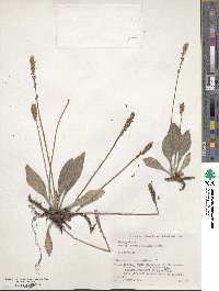 Plantago camtschatica image