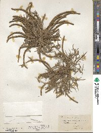 Plantago coronopus image