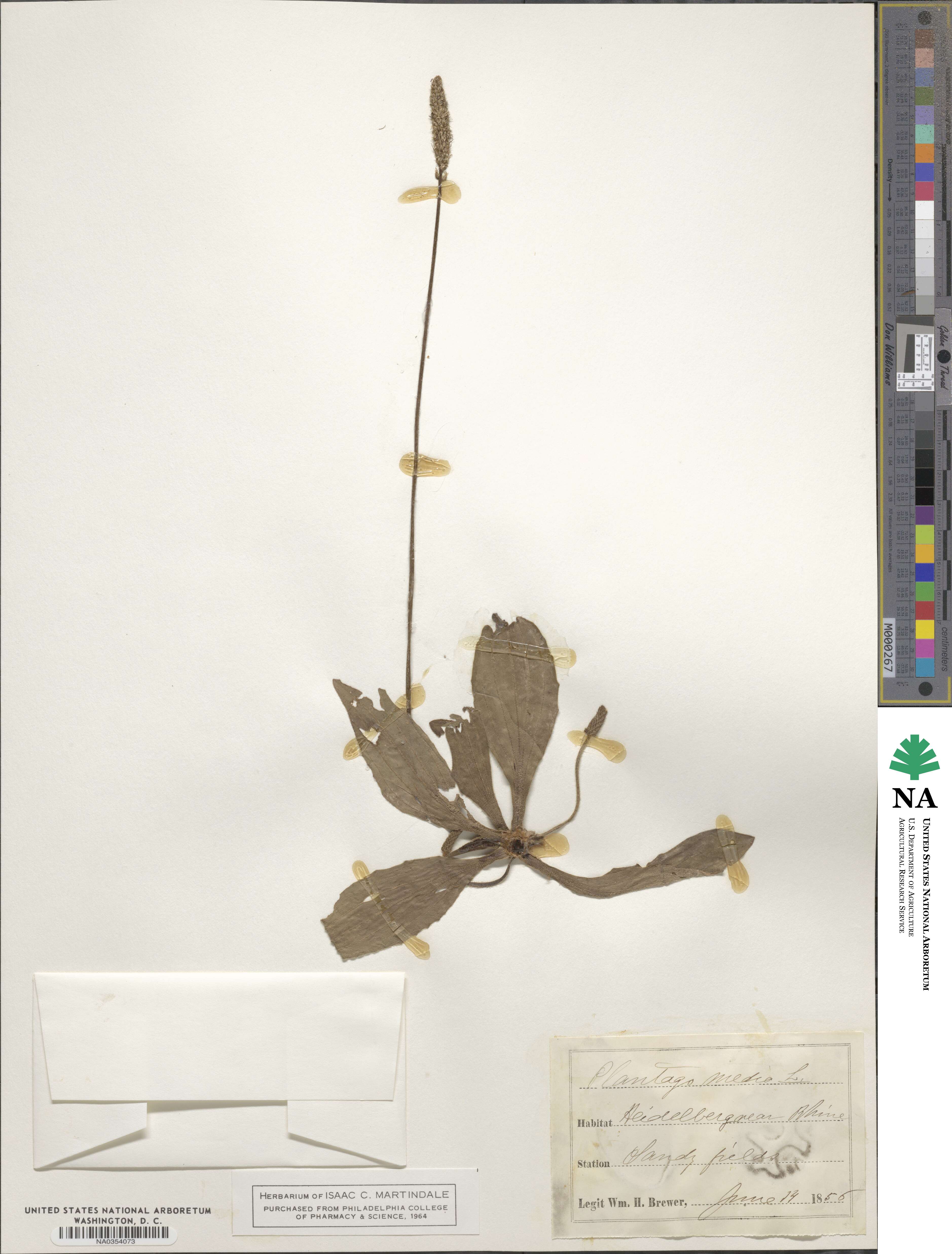 Plantago media image