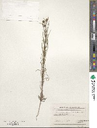 Plantago arenaria image