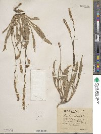 Plantago albicans image