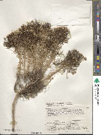 Plantago arborescens image