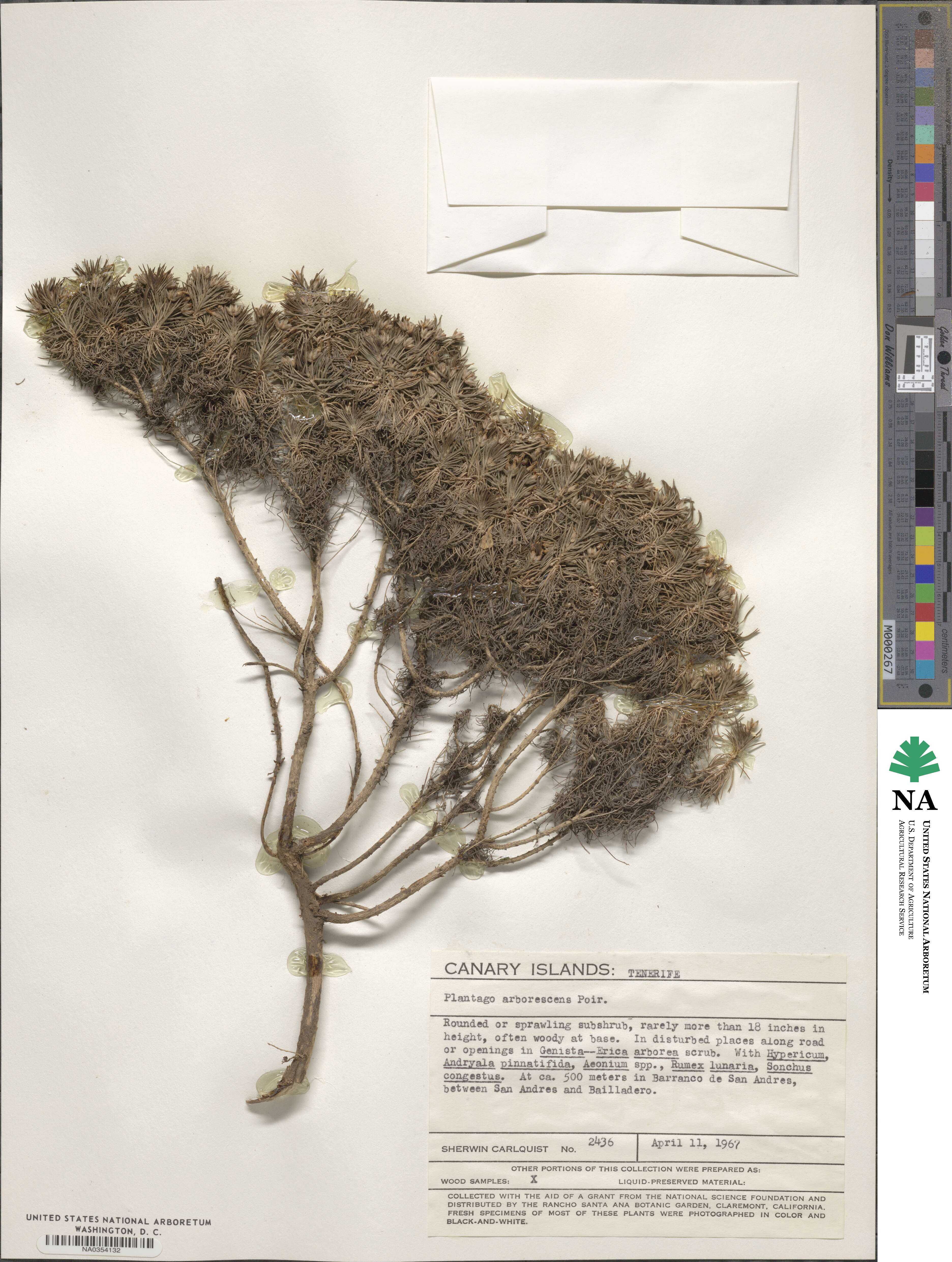 Plantago arborescens image
