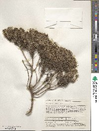 Plantago arborescens image