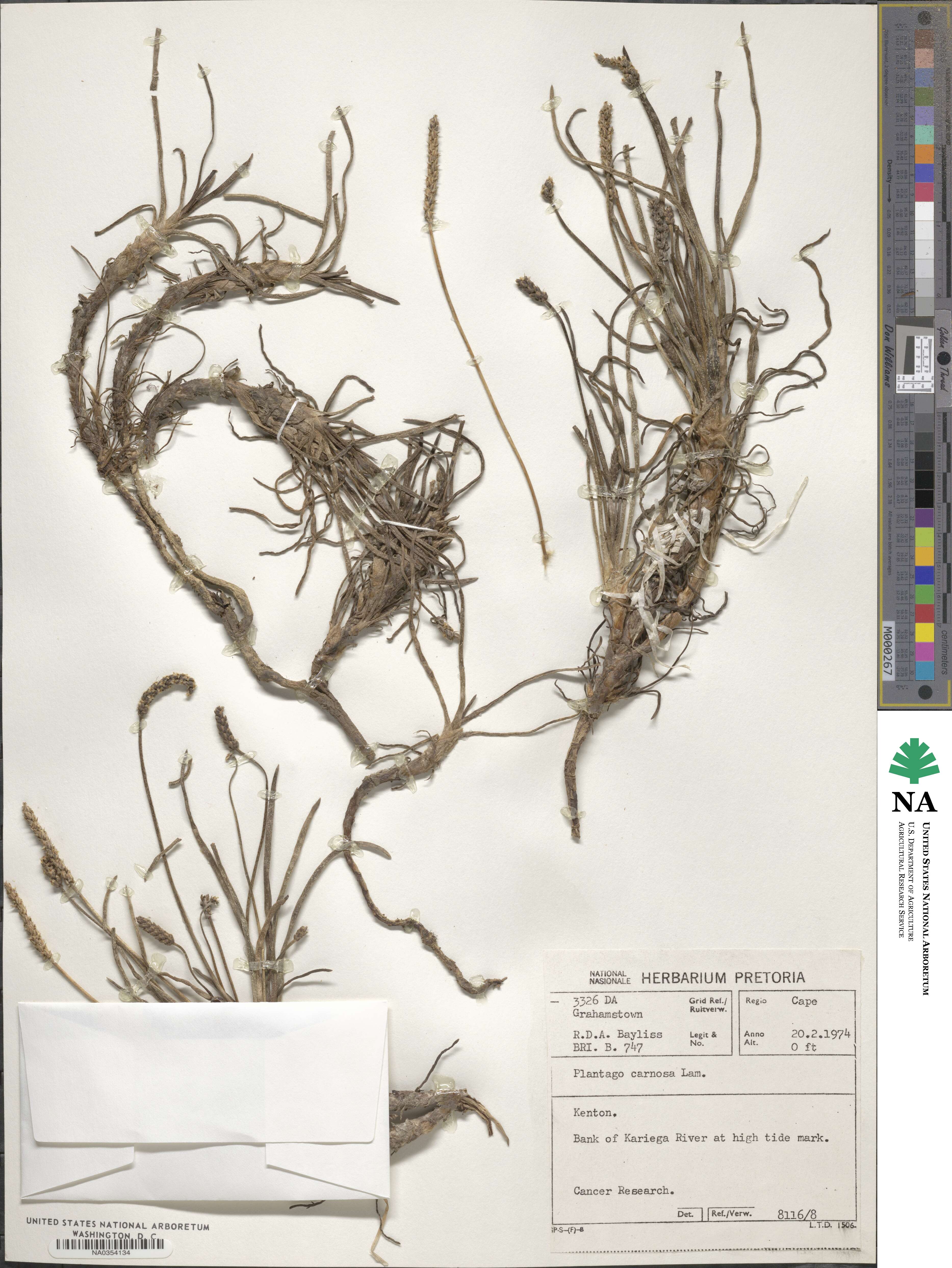 Plantago carnosa image