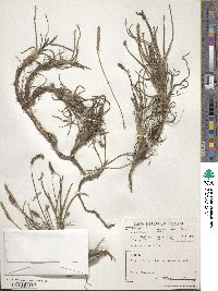 Image of Plantago carnosa