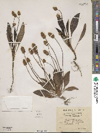 Plantago lagopus image