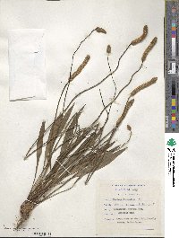 Plantago lanceolata image