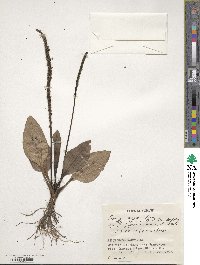 Image of Plantago japonica