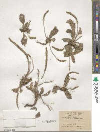 Plantago depressa subsp. depressa image