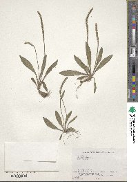 Plantago virginica image