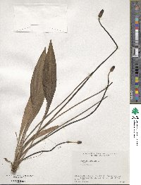 Plantago lanceolata image