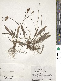 Plantago lanceolata image