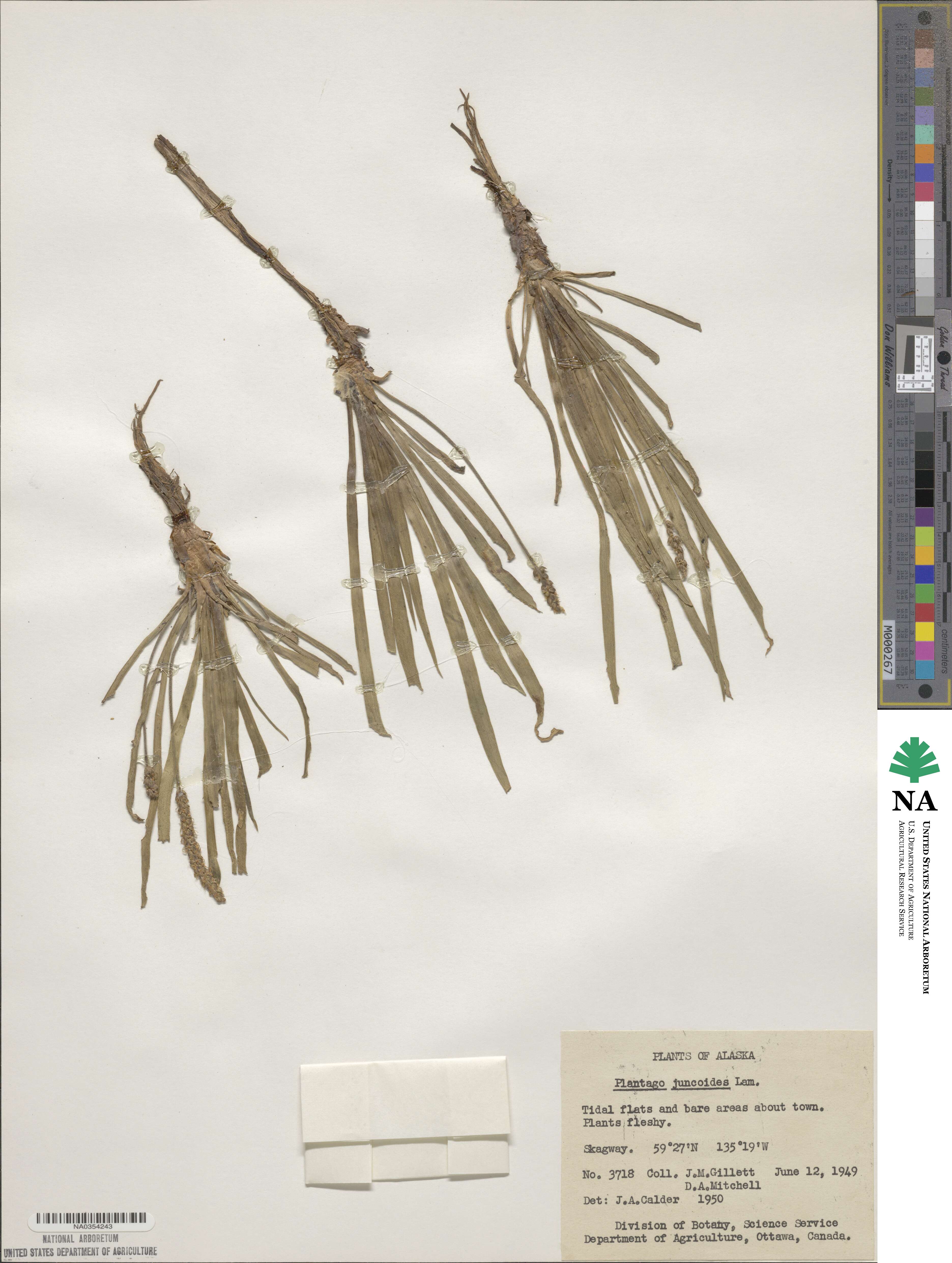 Plantago maritima subsp. juncoides image