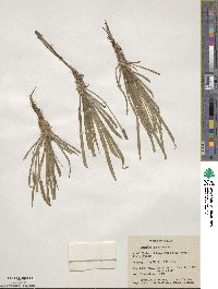 Plantago maritima image