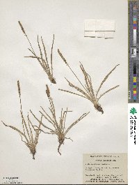 Plantago maritima image