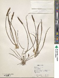 Plantago maritima image