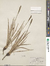 Plantago maritima image