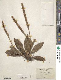 Plantago australis subsp. hirtella image