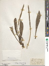 Plantago australis subsp. hirtella image