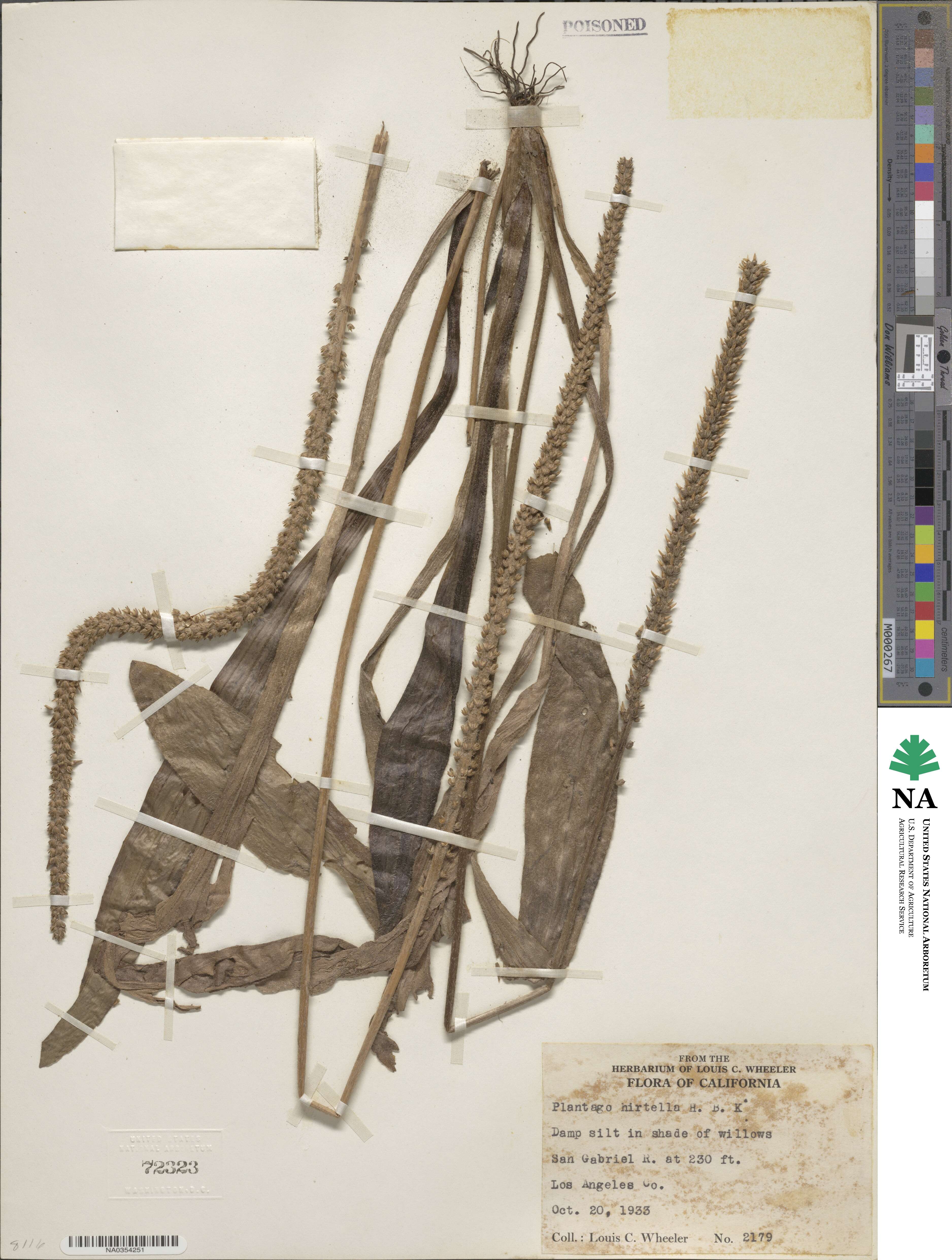 Plantago australis subsp. hirtella image