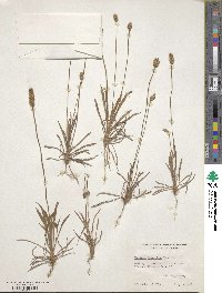 Plantago hookeriana image