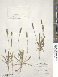 Plantago hookeriana image