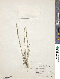 Image of Plantago hybrida