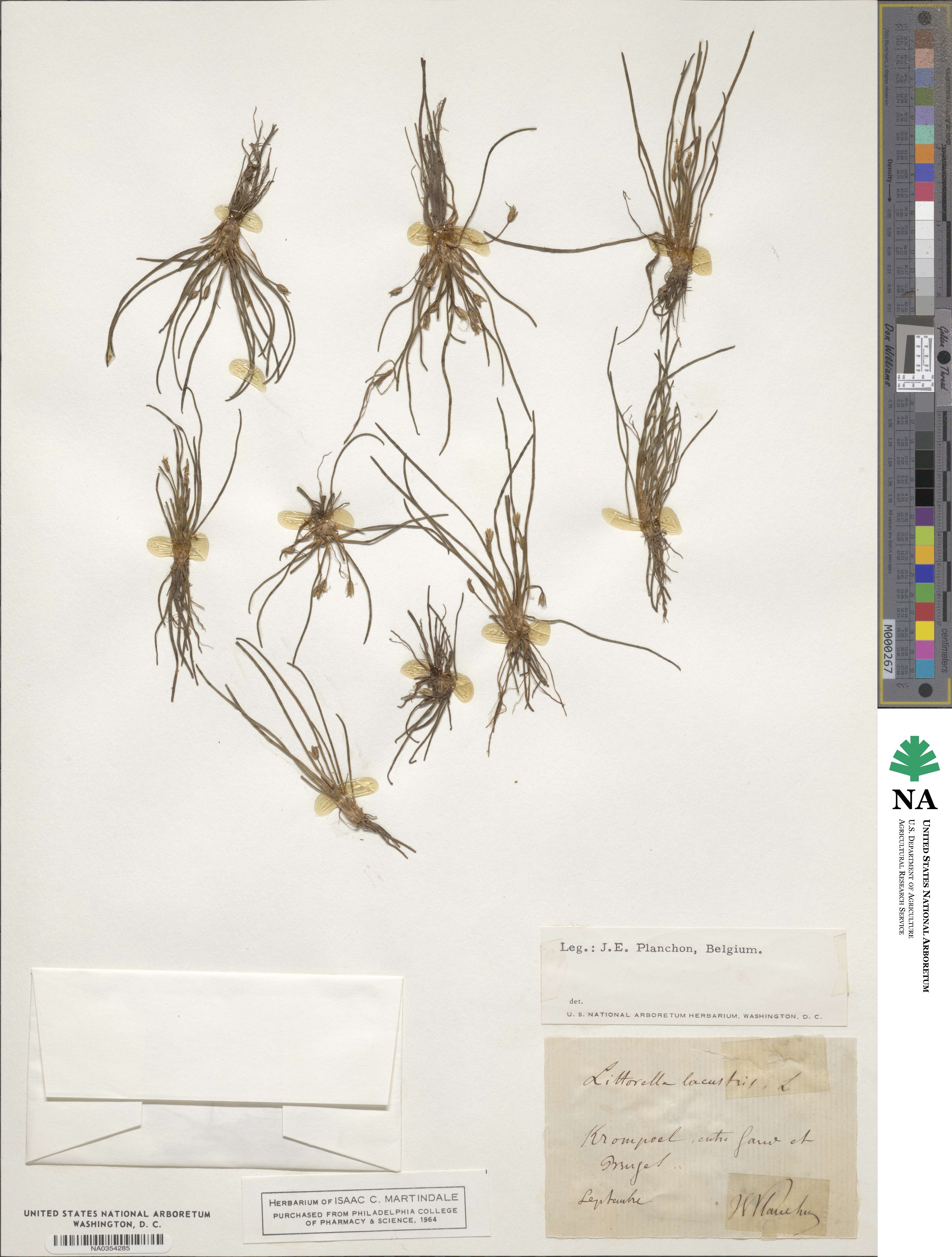 Littorella uniflora image