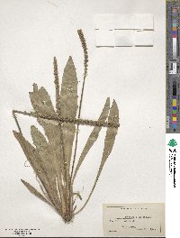 Plantago australis subsp. australis image