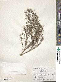 Plantago cynops image