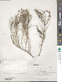 Plantago cynops image