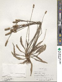 Plantago lanceolata image