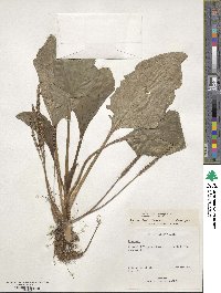 Plantago major image