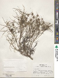 Plantago psyllium image