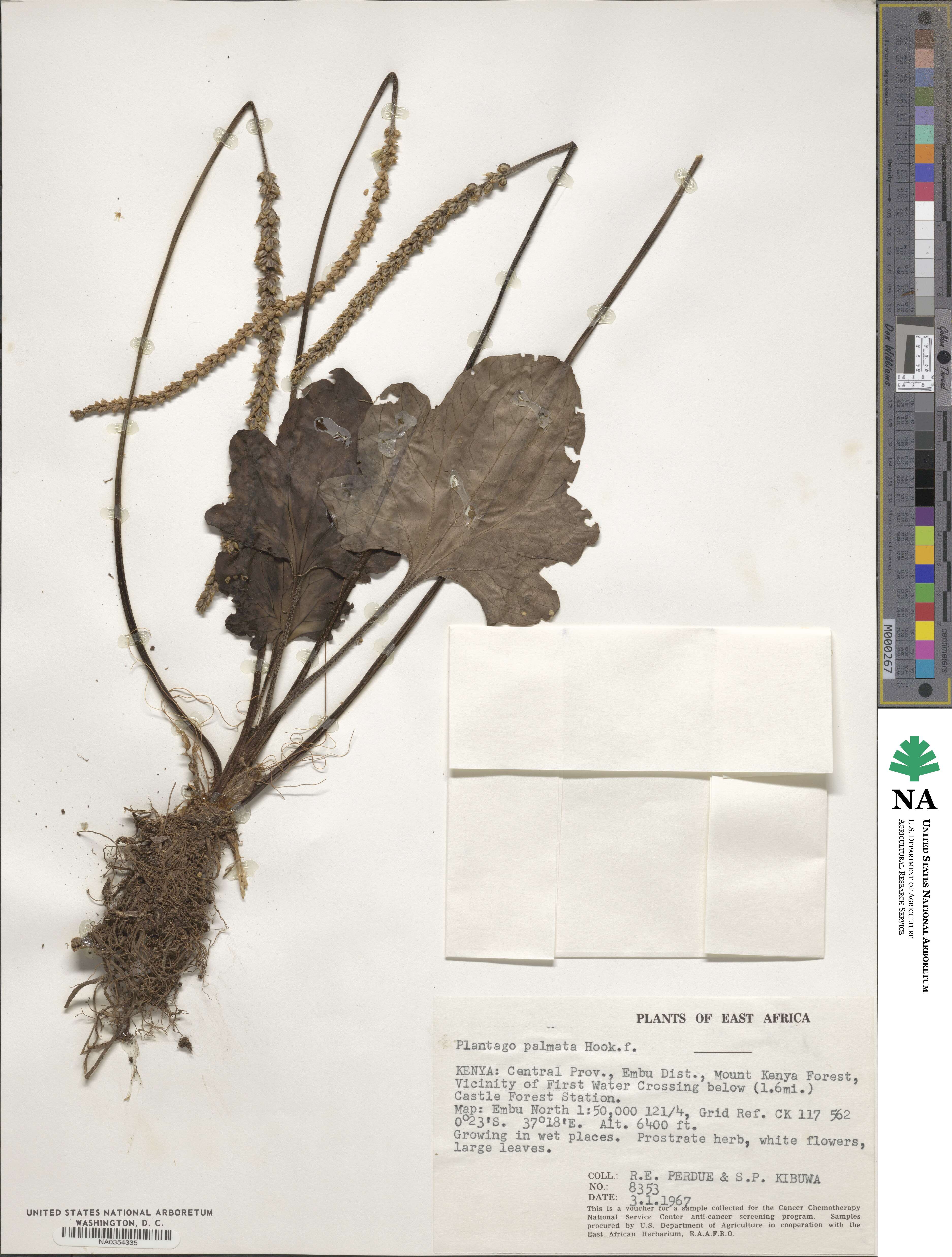 Plantago palmata image