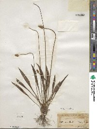 Plantago lanceolata image