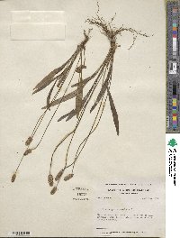 Plantago lanceolata image