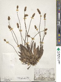 Plantago lanceolata image