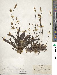 Plantago lanceolata image