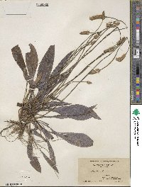 Plantago lanceolata image