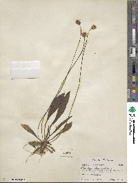 Plantago lanceolata image