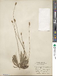 Plantago lanceolata image