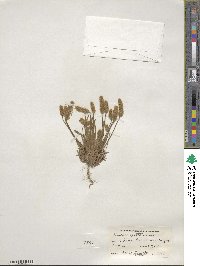 Plantago patagonica image