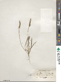 Plantago patagonica image